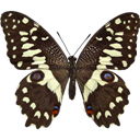 Christmas Swallowtail - Papilio demodocus icon